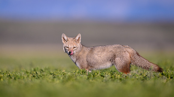 Patagonian Grey Fox