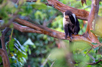 White-faced Capuchin