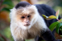 White-faced Capuchin