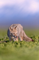 Patagonian Grey Fox