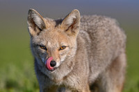 Patagonian Grey Fox