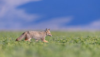 Patagonian Grey Fox