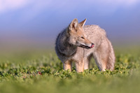 Patagonian Grey Fox