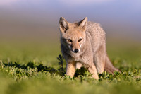 Patagonian Grey Fox