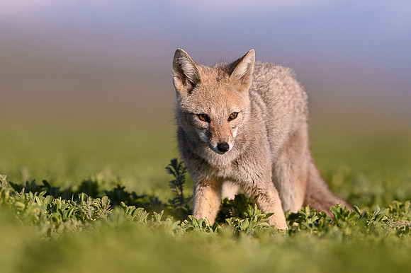 Patagonian Grey Fox