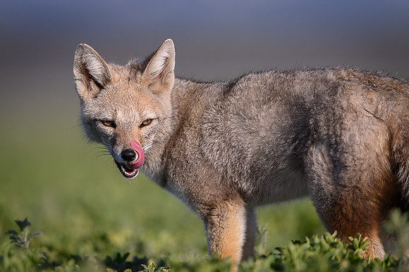 Patagonian Grey Fox