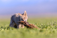 Patagonian Grey Fox