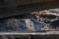 Medium tree-finch