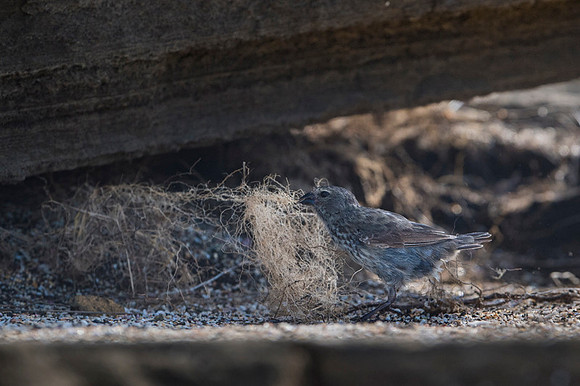 Medium tree-finch