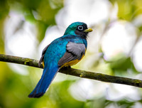 Black Trogon