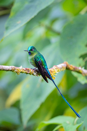 Long-tailed sylph
