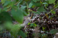 Medium tree-finch