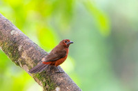 Silver baked Tanager