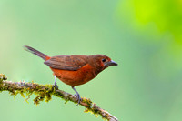 Silver baked Tanager