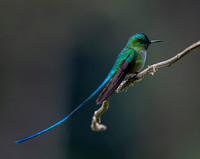 Long-tailed sylph