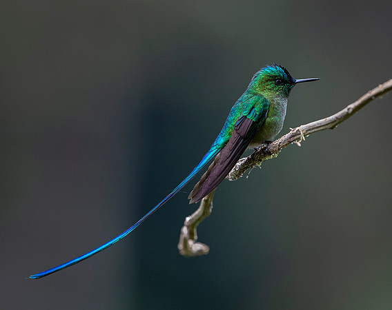 Long-tailed sylph