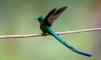 Long-tailed sylph