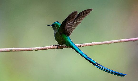 Long-tailed sylph