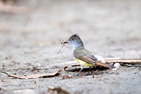 Great-crested Flycatcher