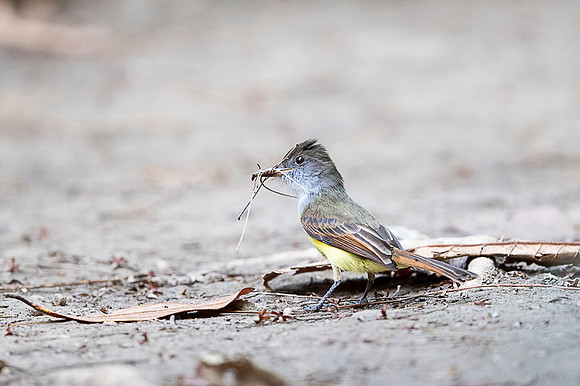 Great-crested Flycatcher