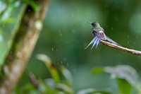 Green Thorntail