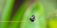 Green Thorntail