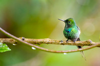 Green Thorntail