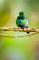 Green Thorntail