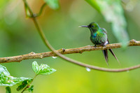Green Thorntail