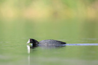 American coot