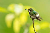 Green Thorntail