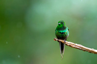 Green Thorntail