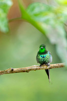 Green Thorntail