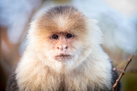White-faced Capuchin