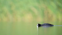 American coot
