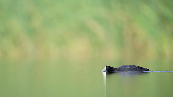 American coot