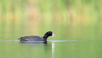 American coot