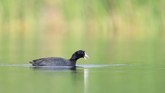 American coot