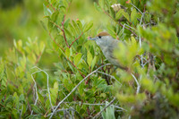 Blackcap / Kapturka