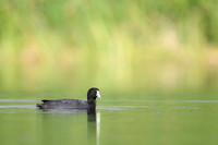 American coot