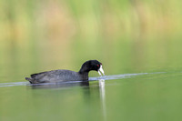 American coot