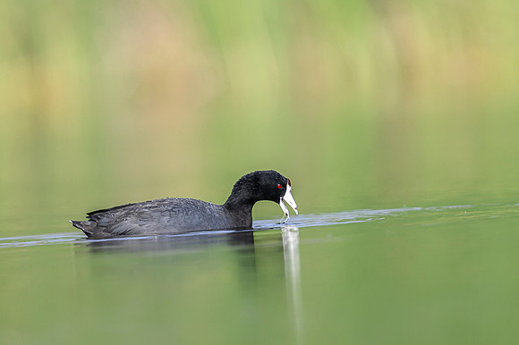 American coot