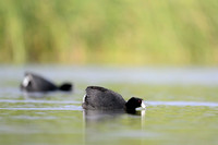 American coot