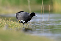 American coot