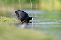 American coot