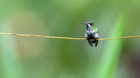 Green Thorntail