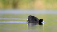 American coot