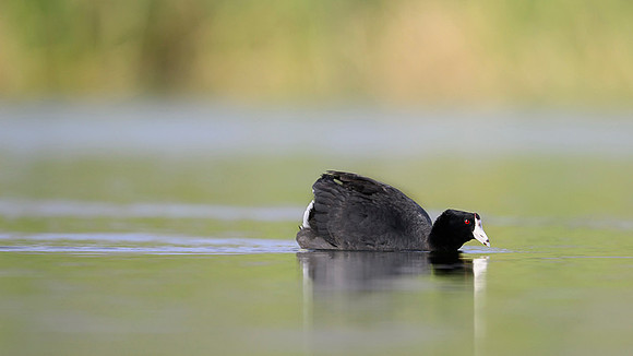 American coot