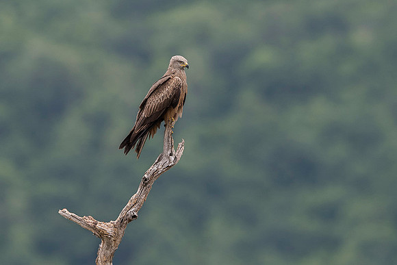 Black Kite / Kania czarna