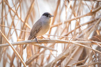 Blackcap / Kapturka